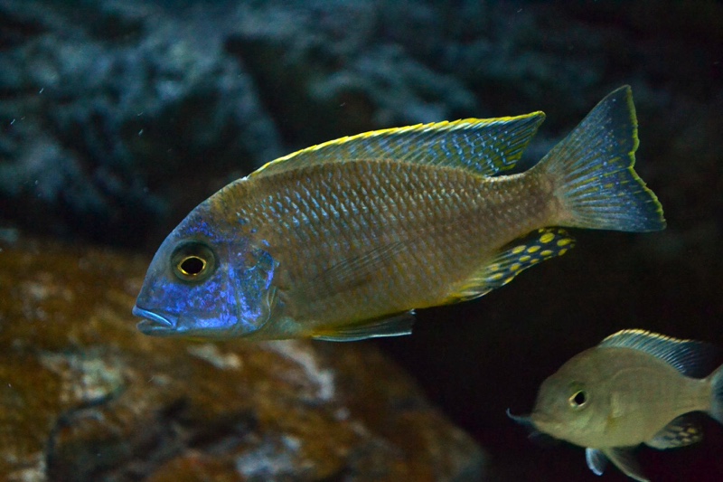 Tramitichromis sp. 'orange top' Lumbira